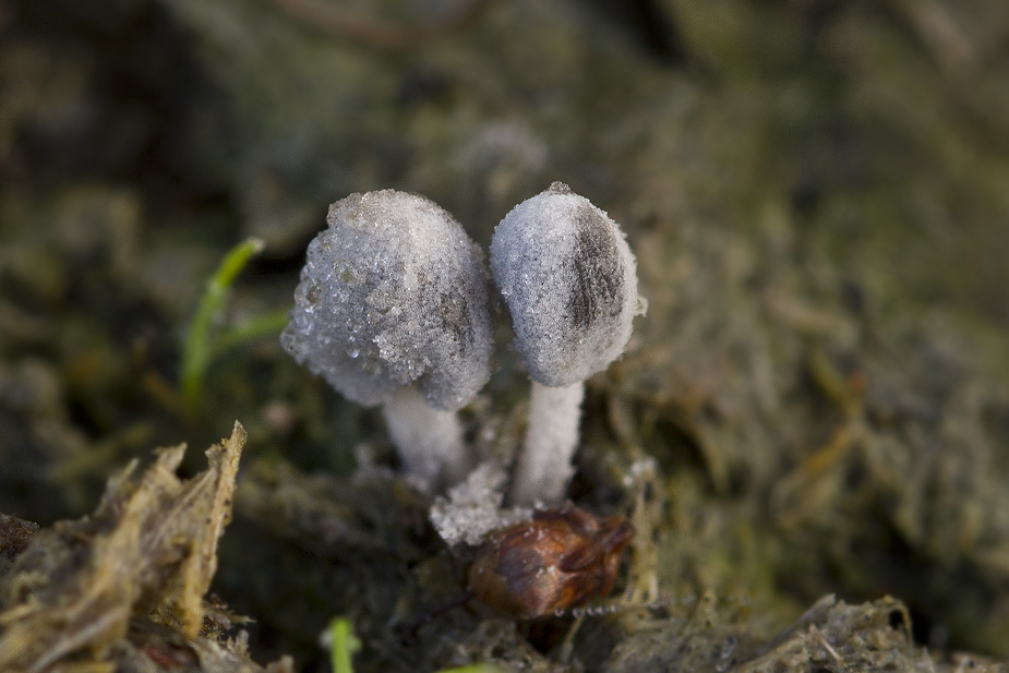 Coprinopsis stercorea_3361