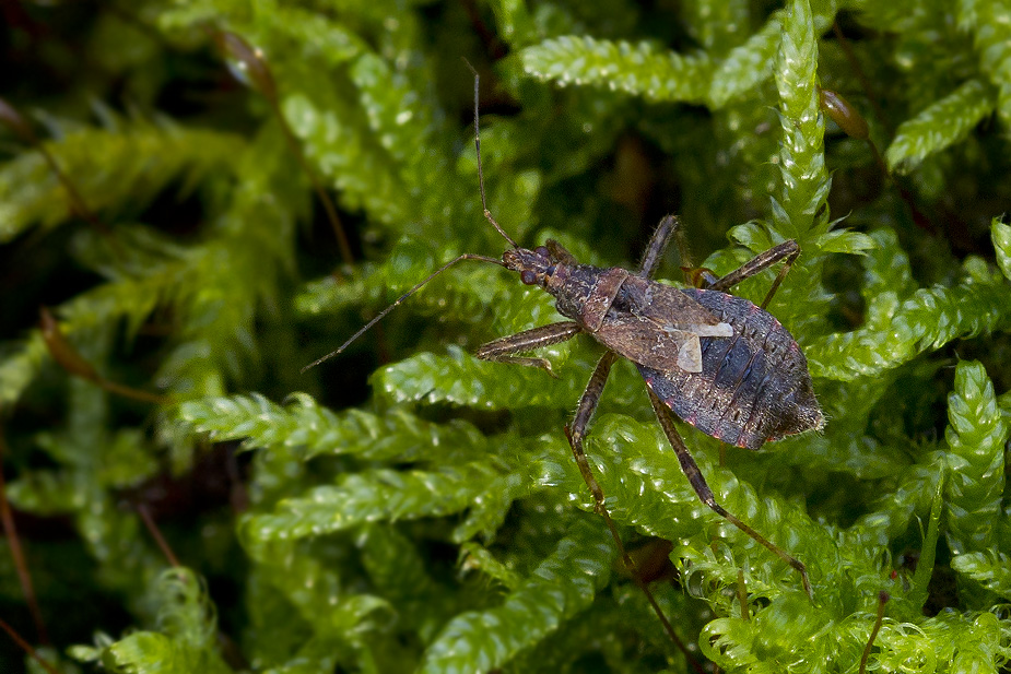 Himacerus apterus_0522