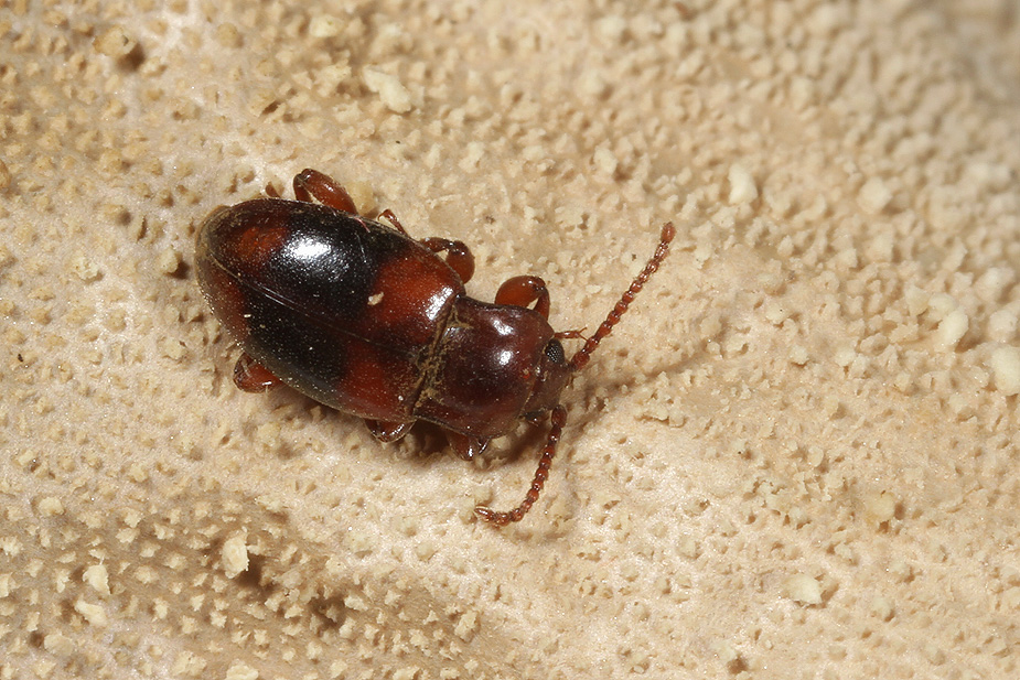 Lycoperdina succincta_0254