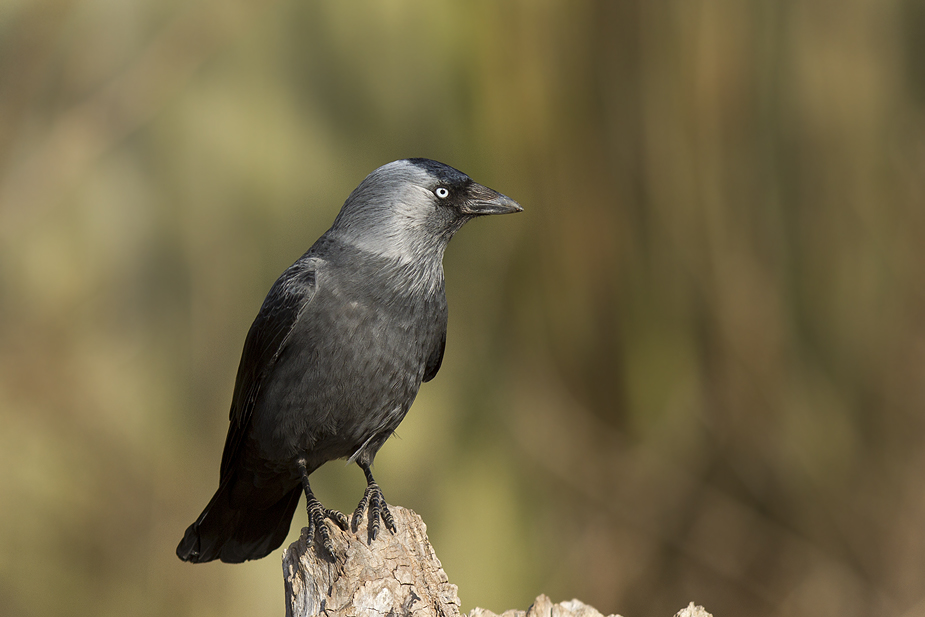Fugl-Corvus monedula_0318