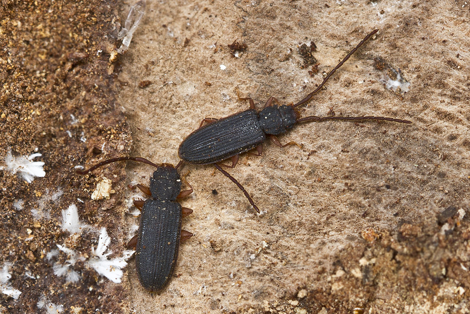 Uleiota planata_3897