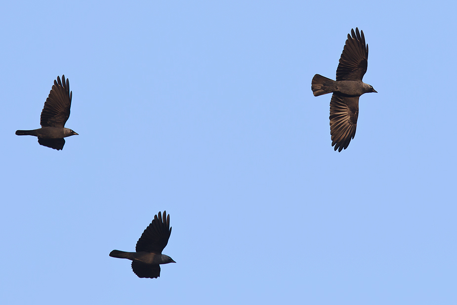 Fugl-Corvus monedula_3540