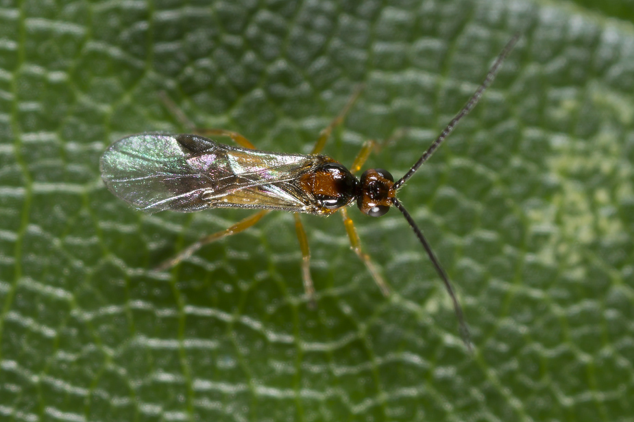 Braconidae ubest._1295