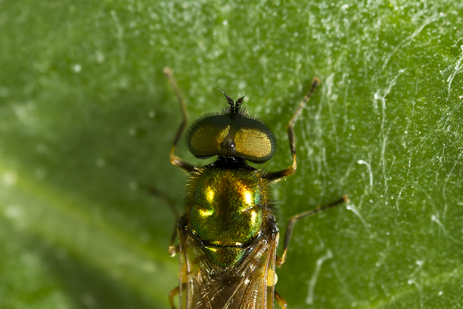 Chloromyia formosa_1130