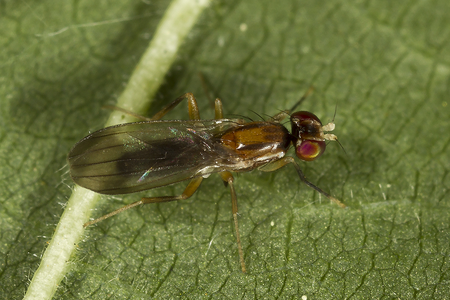 Clusiodes caledonicus_1380