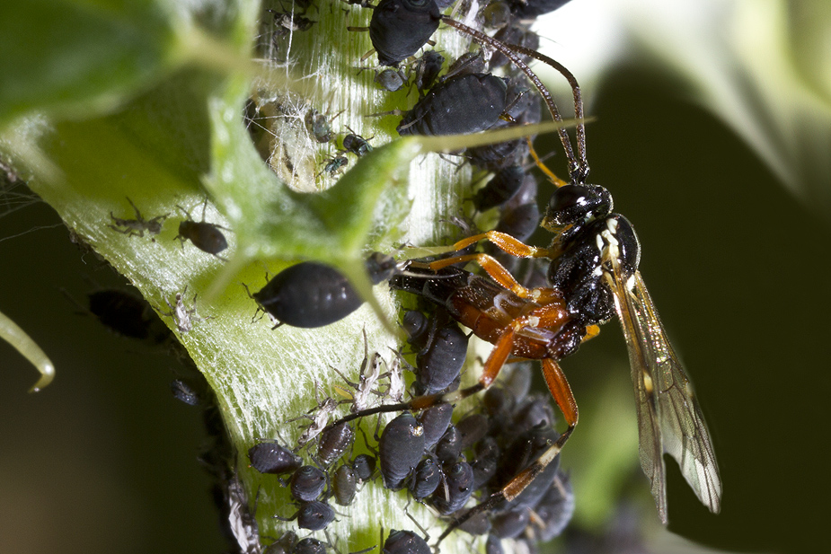 Diplazon laetatorius_0954