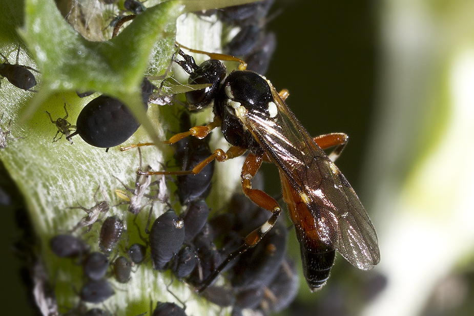 Diplazon laetatorius_0956