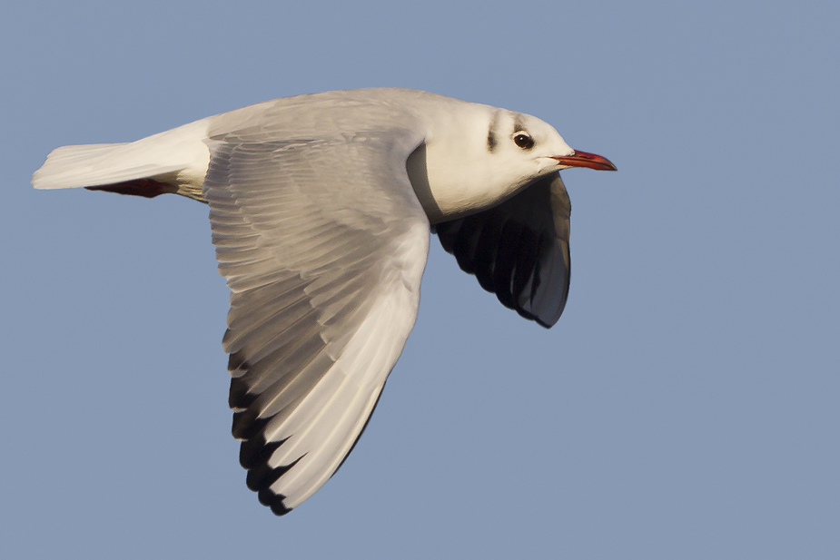 Fugl-Hættemåge_3219