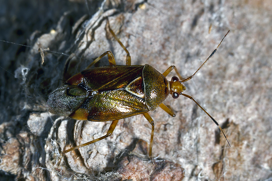 Deraeocoris flavilinea_1321