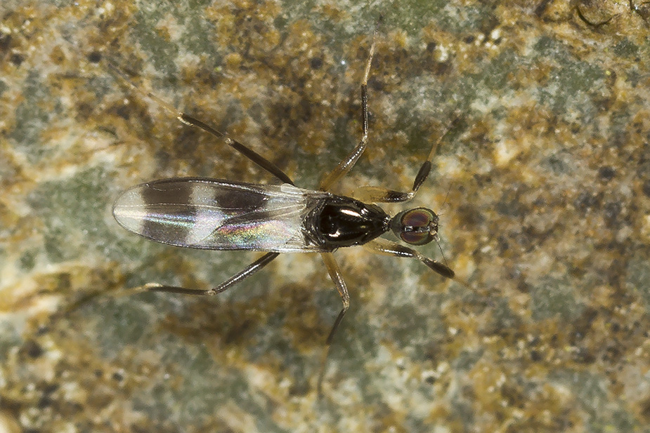 Tachydromia sp. _1332