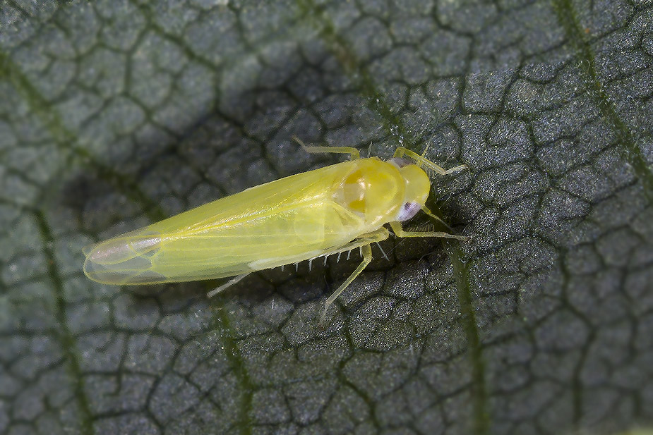 Edwardsiana cf. frustrator_1371