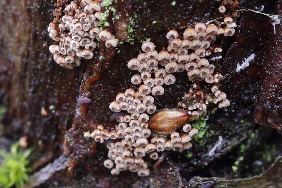 Vertagopus arboreus_5607