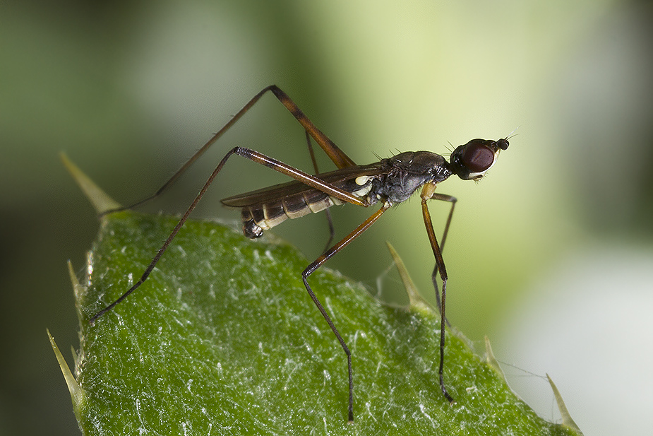 Micropeza corrigiolata_0974