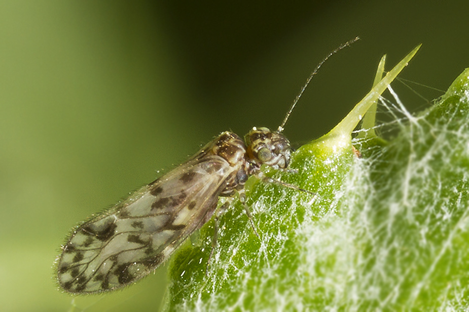 Philotarsus picicornis_0880