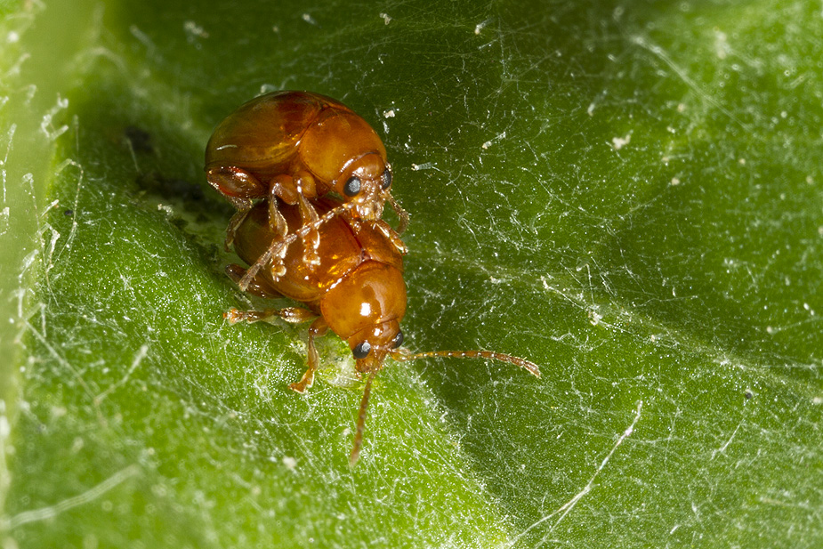 Sphaeroderma testaceum_0999