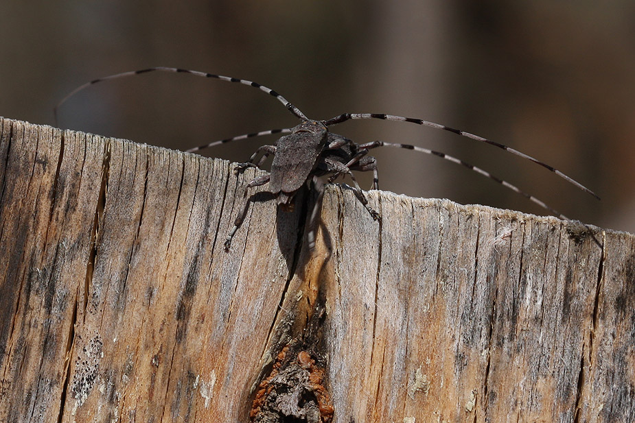 Acanthocinus aedilis_0906