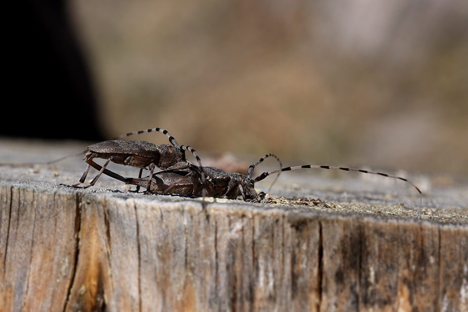 Acanthocinus aedilis_0912