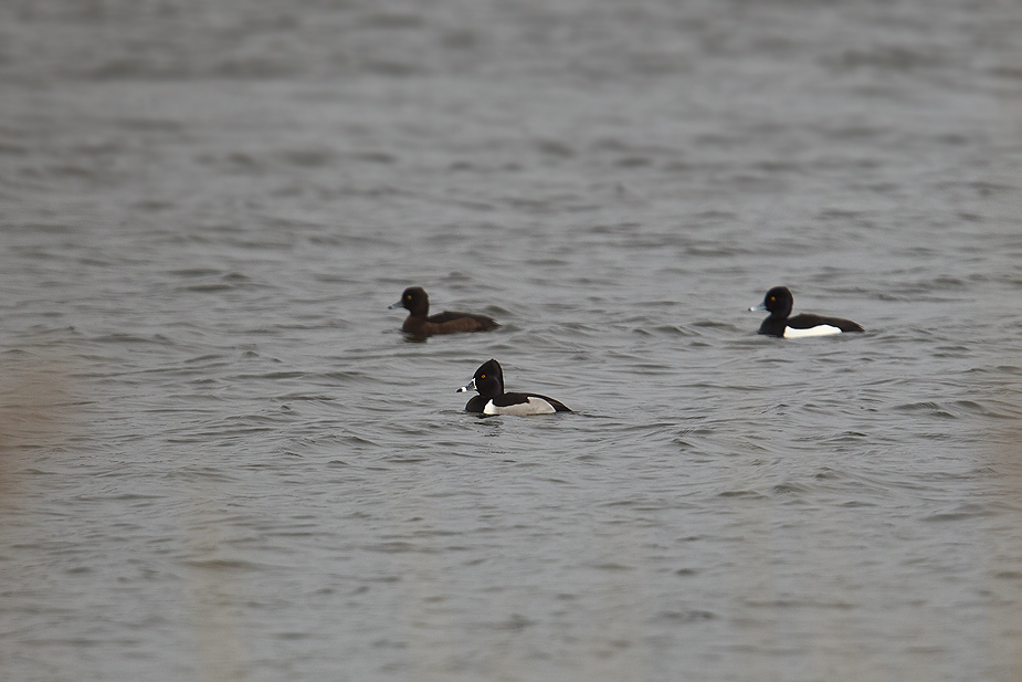 Fugl-Aythya collaris_2017