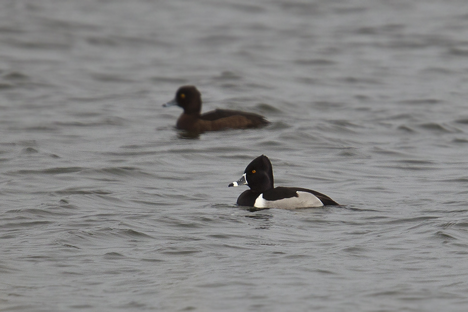 Fugl-Aythya collaris_2017