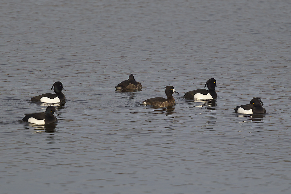 Fugl-Aythya fuligula_9883