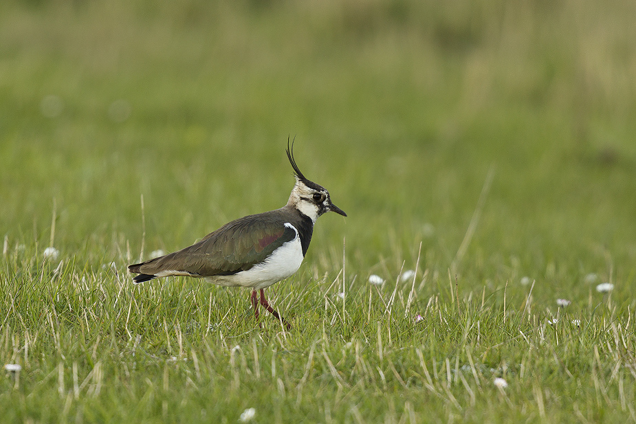 Fugl-Vanellus vanellus_2150