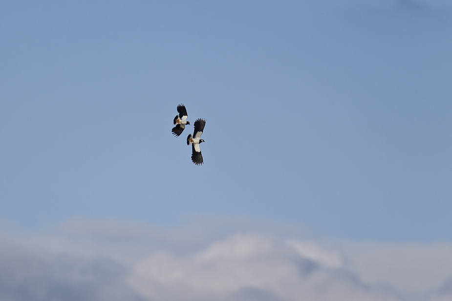 Fugl-Vanellus vanellus_2604