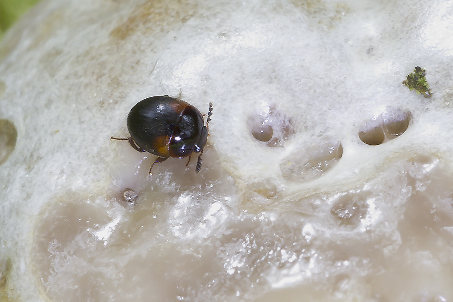 Anisotoma humeralis_4341