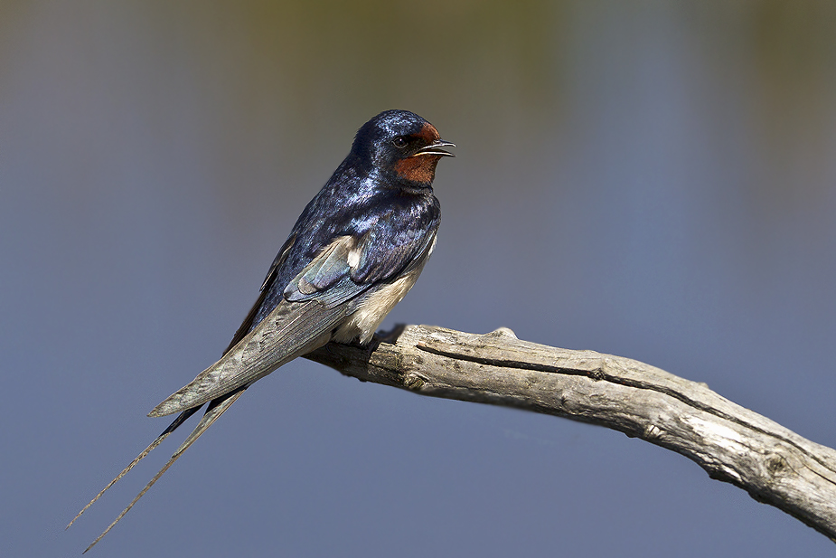 Hirundo rustica_4842