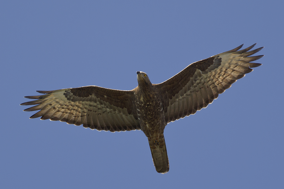 Fugl-Pernis apivorus_5167