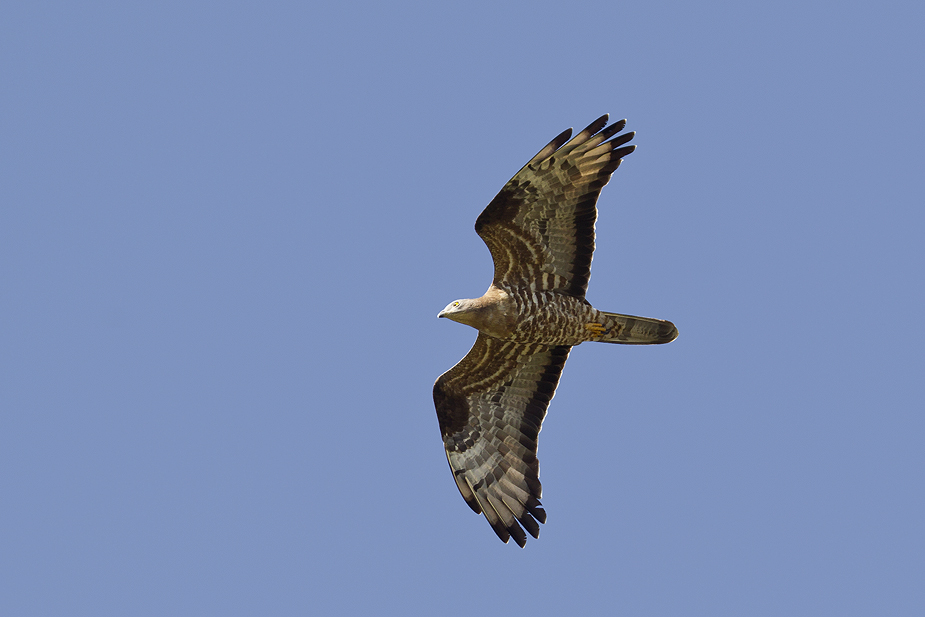 Fugl-Pernis apivorus_5244