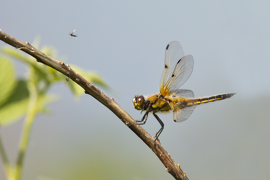 Libellula quadrimaculata_5265