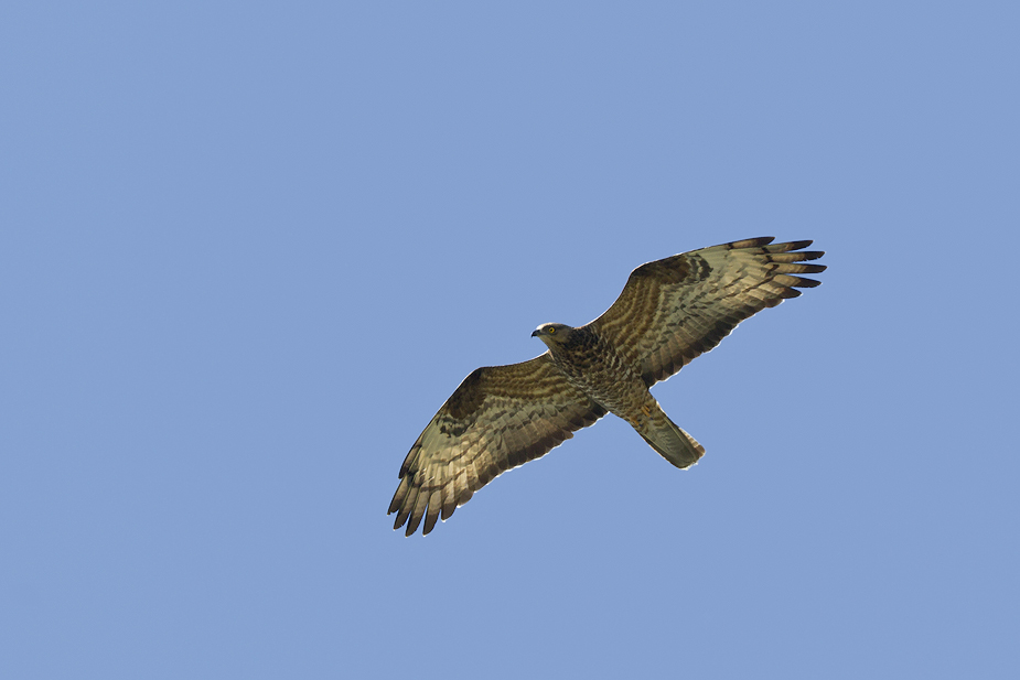 Fugl-Pernis apivorus_5555