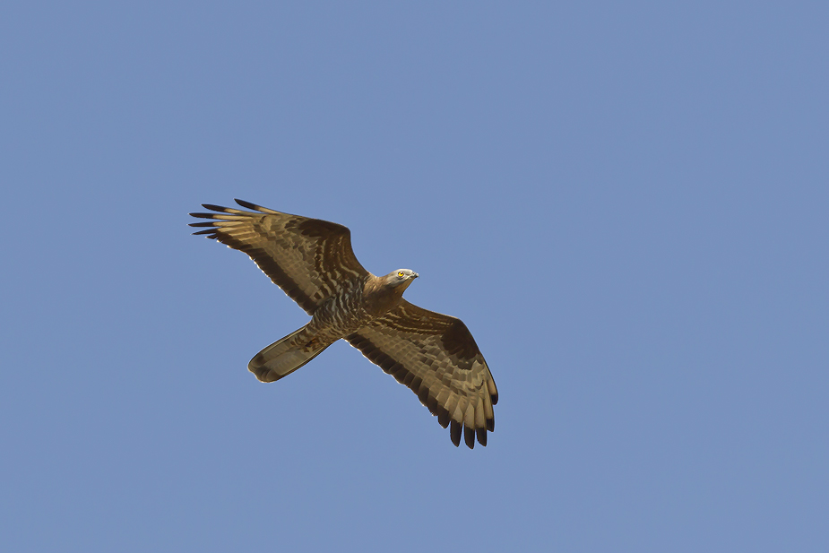 Fugl-Pernis apivorus_5912