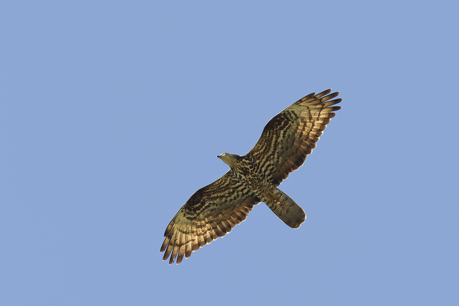 Fugl-Pernis apivorus_5997