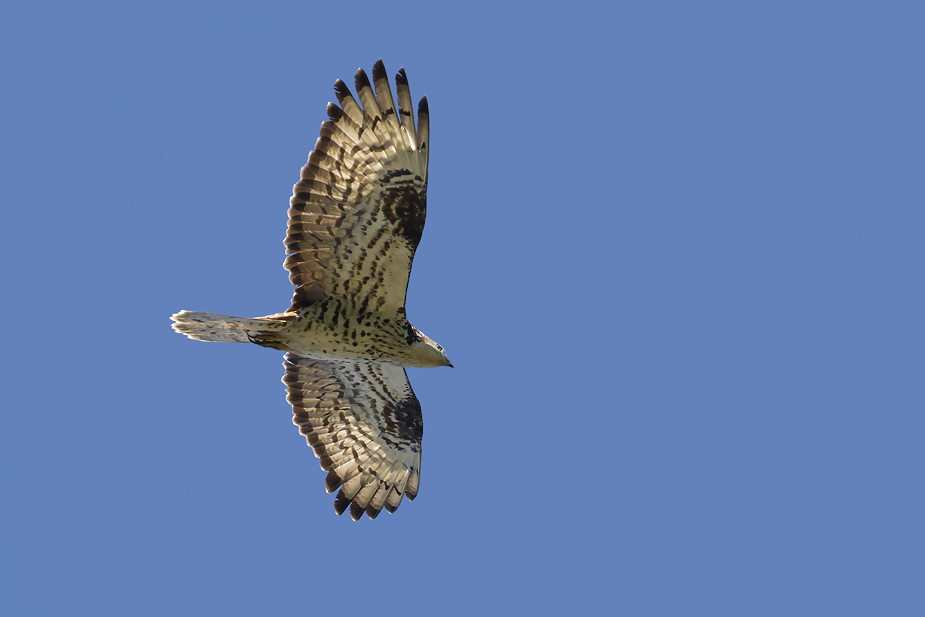 Fugl-Pernis apivorus_6223