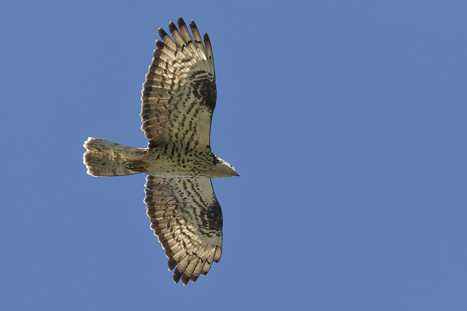 Fugl-Pernis apivorus_6224