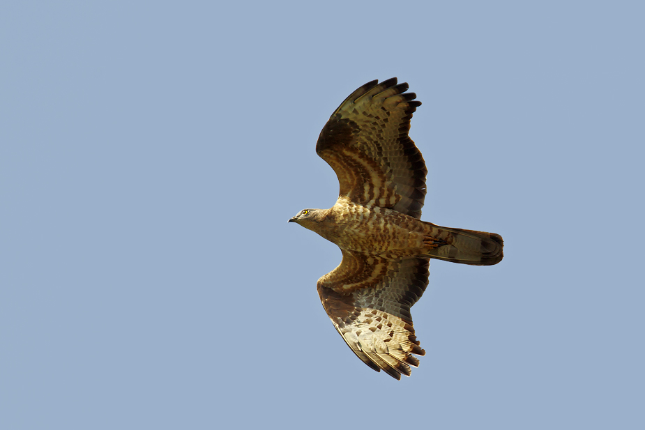 Fugl-Pernis apivorus_6306