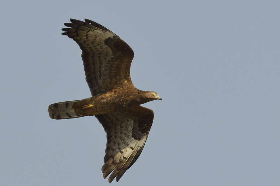 Fugl-Pernis apivorus_6321