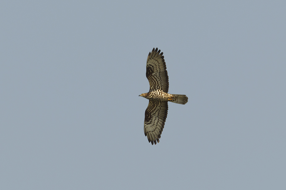 Fugl-Pernis apivorus_6325