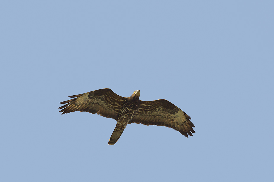 Fugl-Pernis apivorus_6371