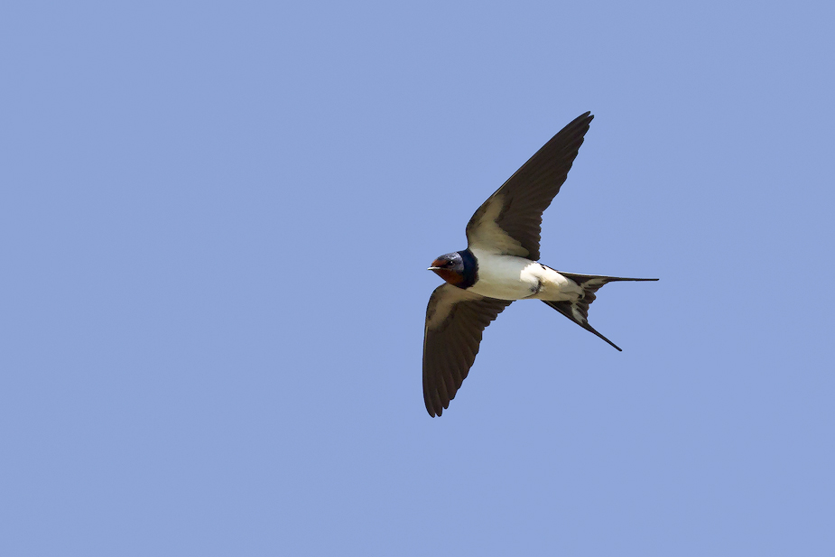 Fugl-Hirundo rustica_7713