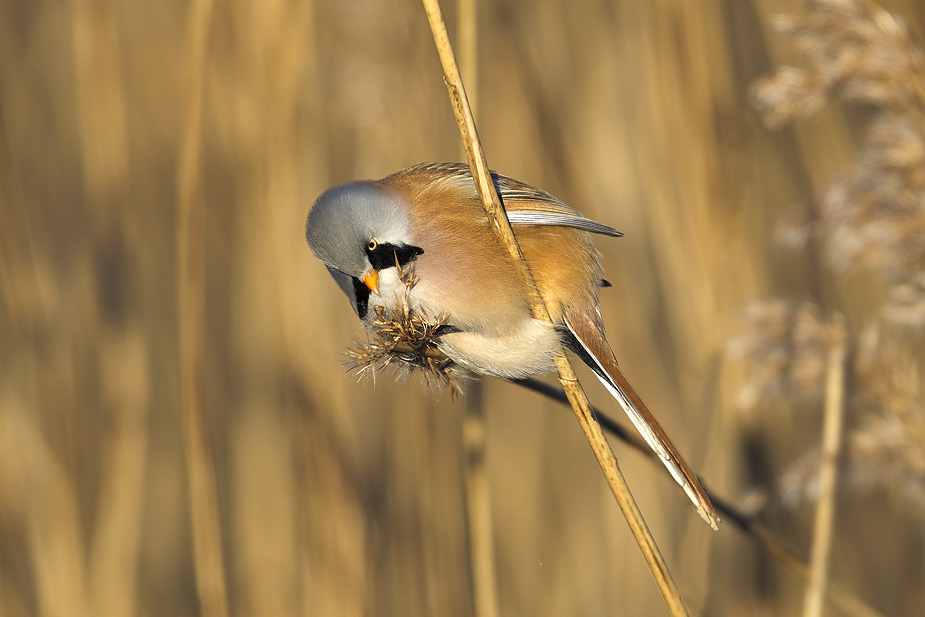 Fugl-Panurus biarmicus_8090