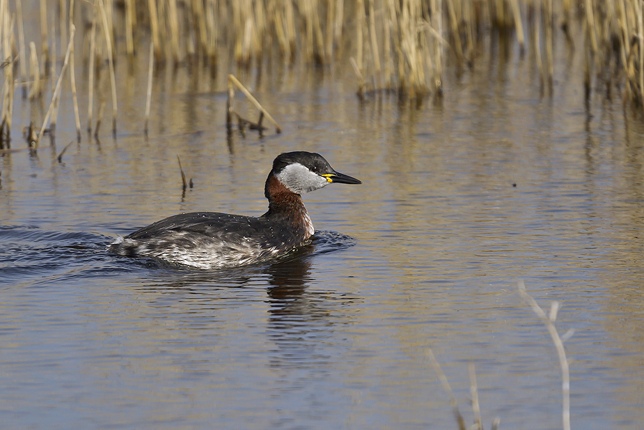 Fugl-Podiceps grisegena_9927