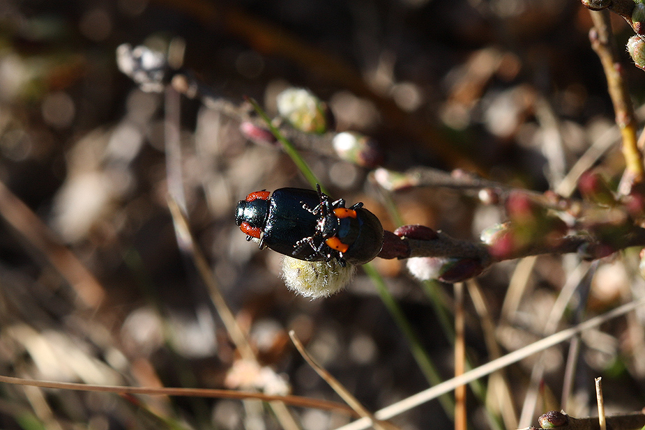 Chrysomela collaris_1032
