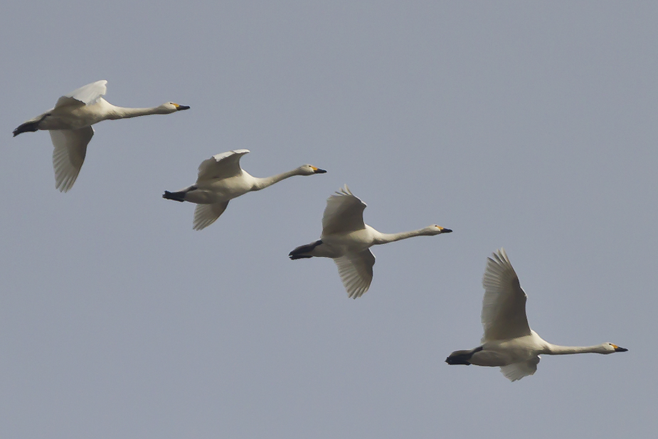 Fugl-Cygnus columbianus_9859-1