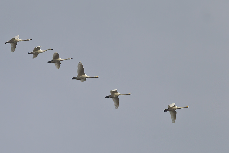 Fugl-Cygnus columbianus_9859