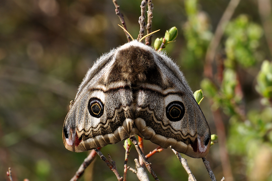 Saturnia pavonia_0019