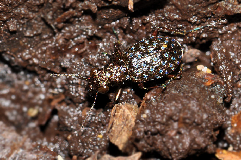 Elaphrus cupreus_0027