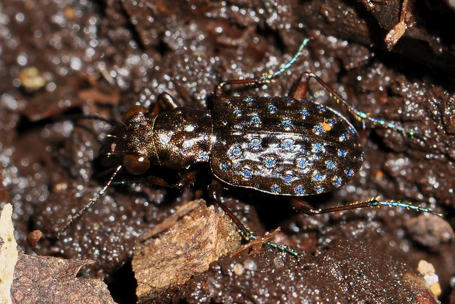 Elaphrus cupreus_0028