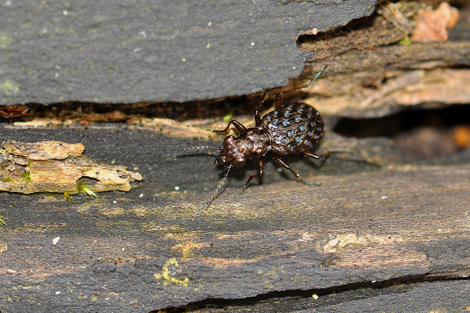 Elaphrus cupreus_0044